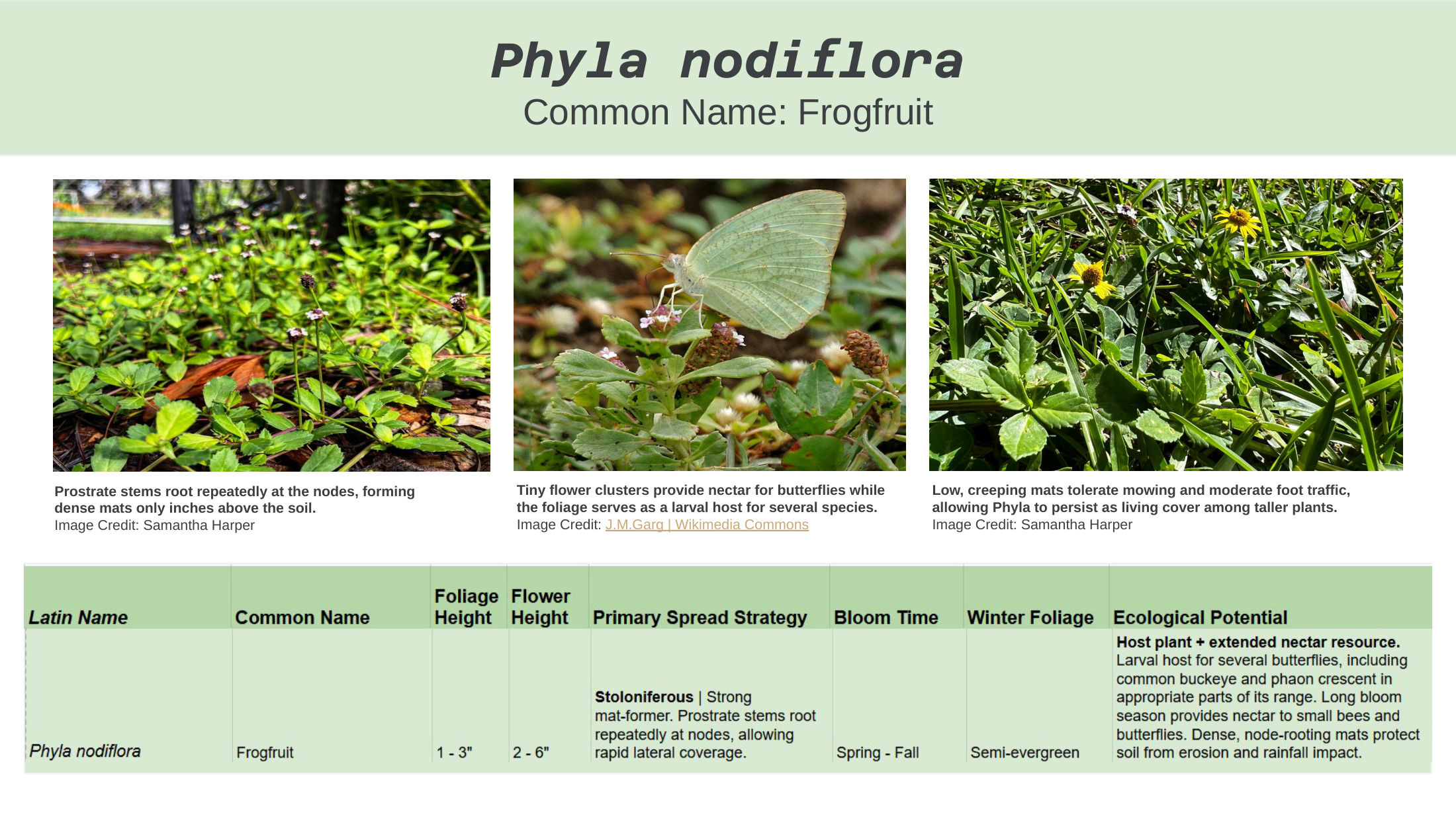 Alt-Lawn Anatomy — species guide, slide 10