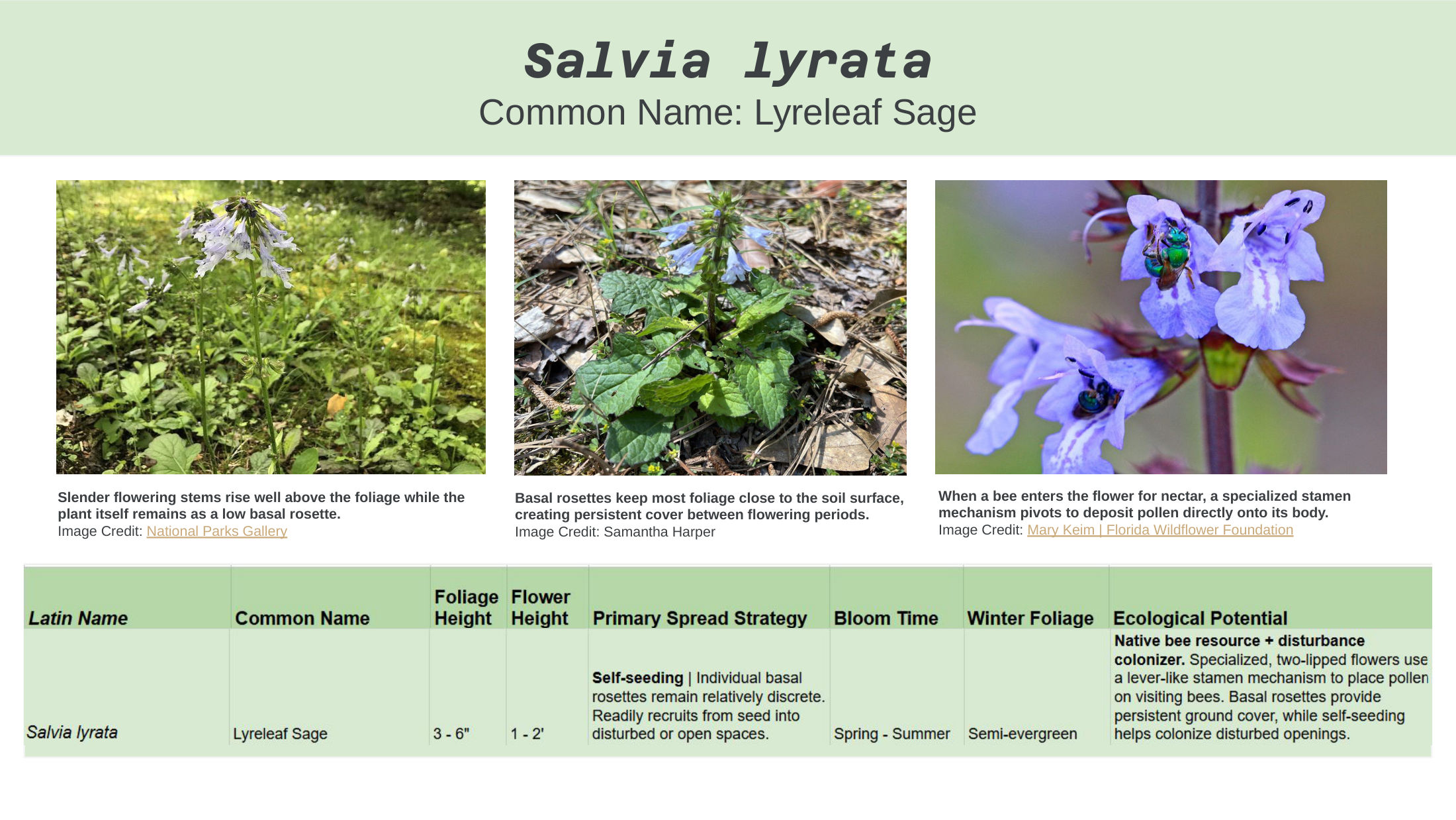 Alt-Lawn Anatomy — species guide, slide 13