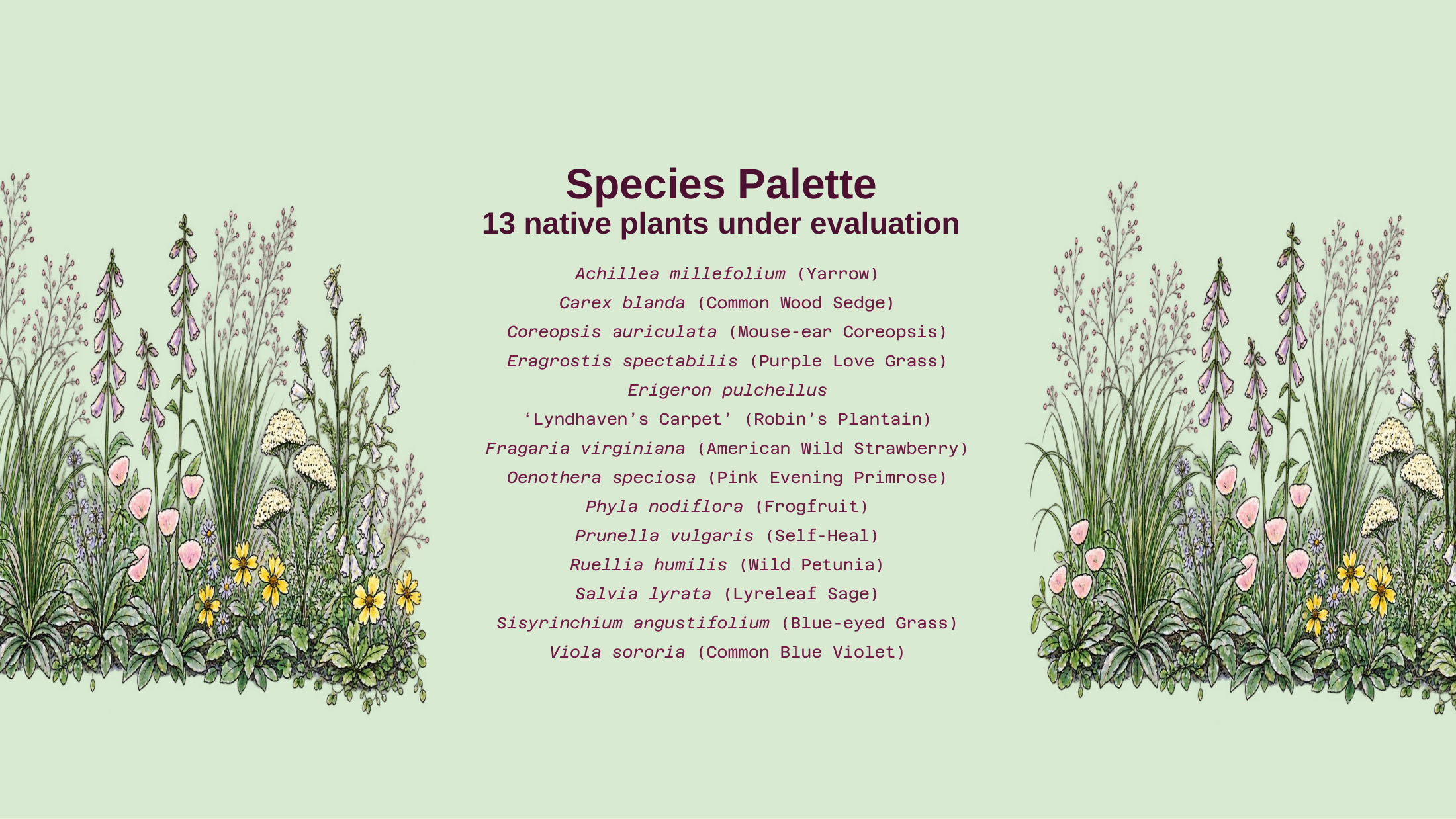 Alt-Lawn Anatomy — species guide, slide 2