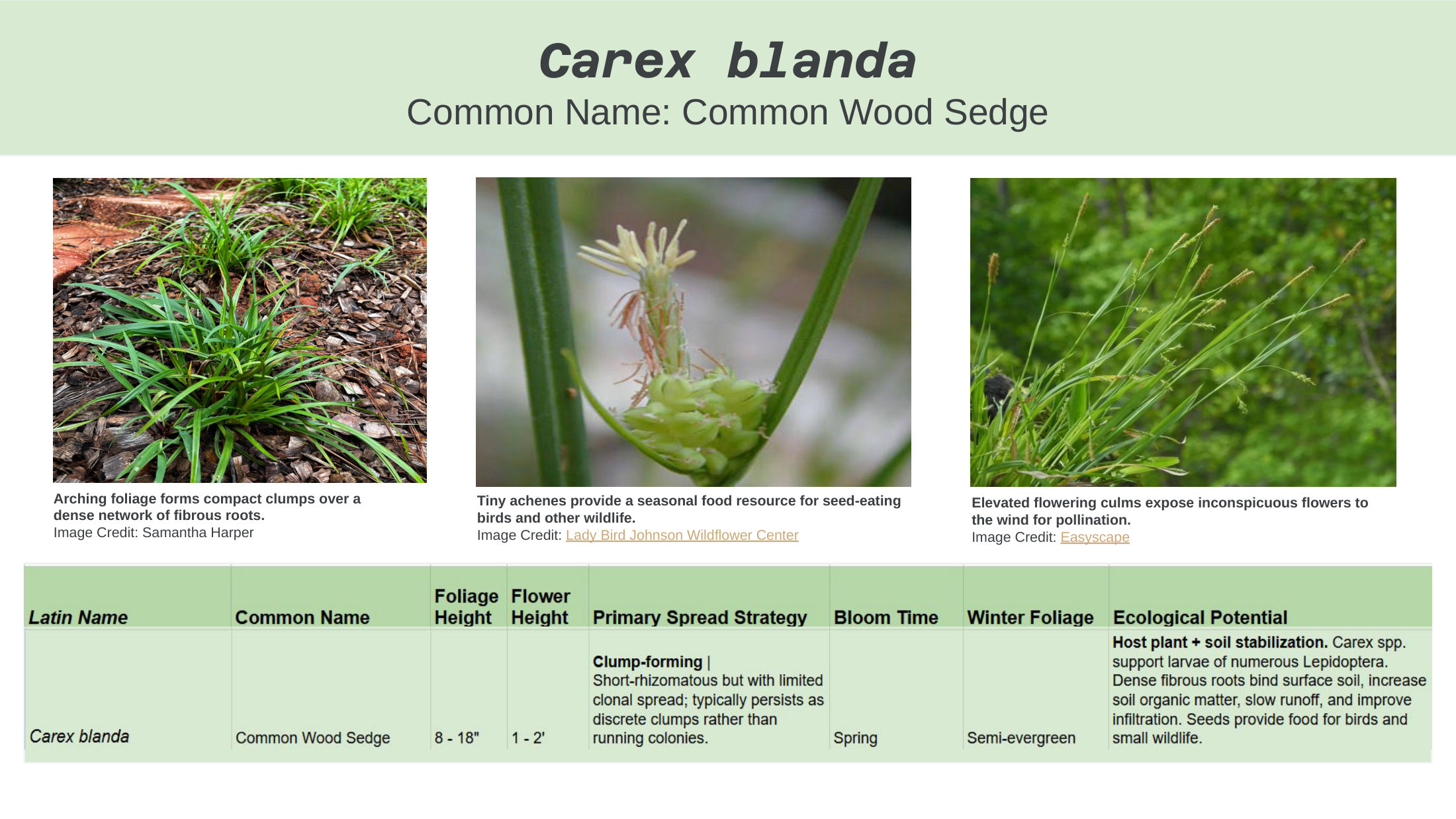 Alt-Lawn Anatomy — species guide, slide 4