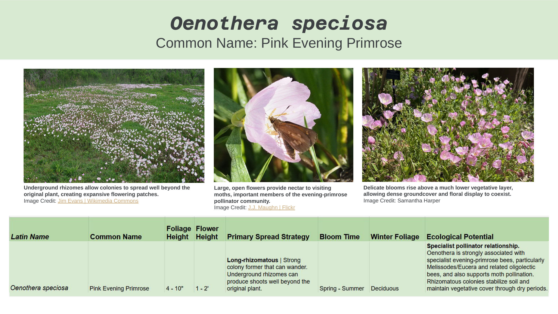 Alt-Lawn Anatomy — species guide, slide 9