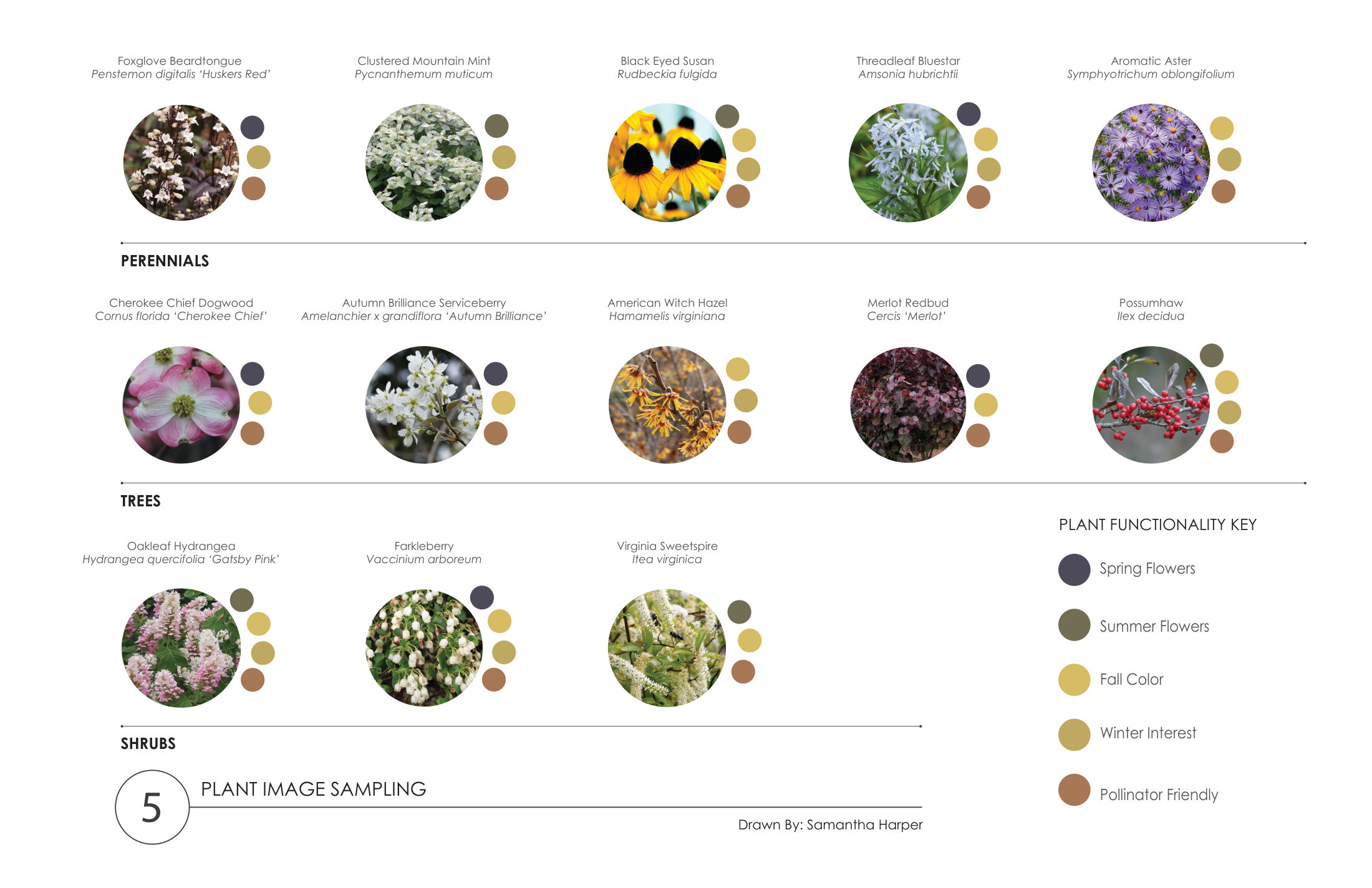 Plant image sampling