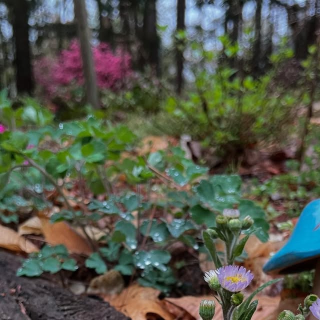 Woodland azaleas and native fleabane