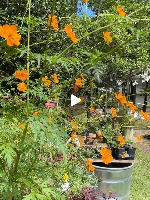 Orange cosmos in the garden